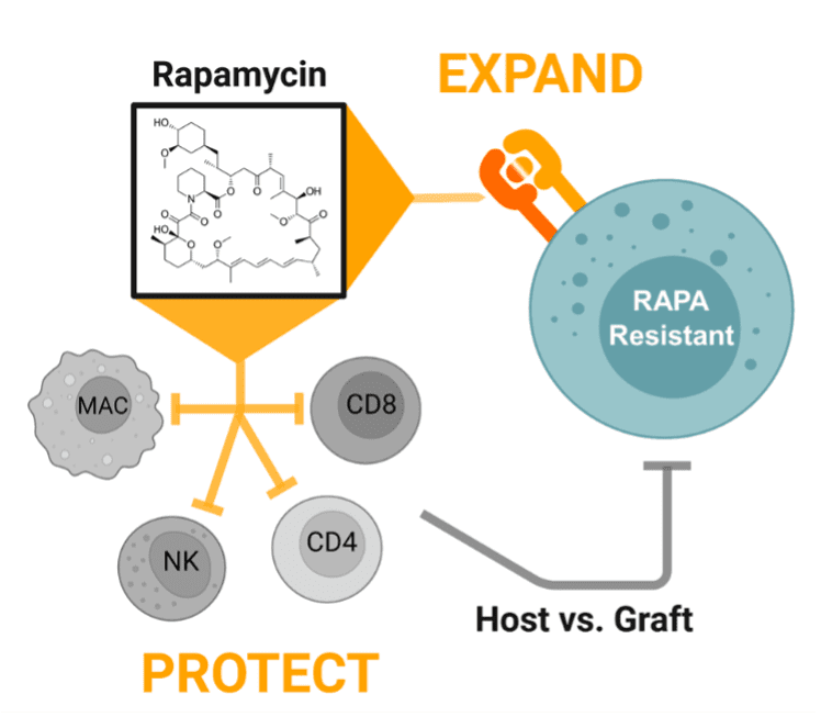 Rapamycin administration in patients who already have received infusions of RACR-iCIL cells